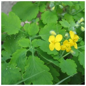 Celandine plant