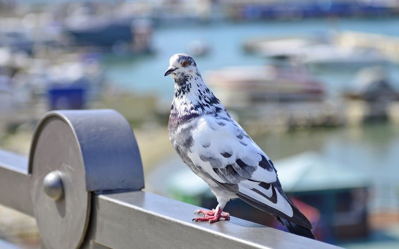 Color dove in a dream