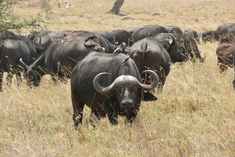 Herd of buffalo in a dream