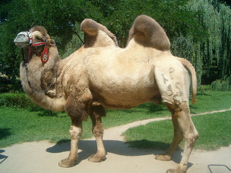 Camel in Kopalinsky