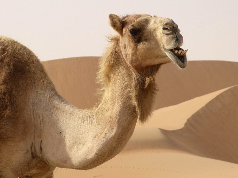 The appearance of a camel in a dream