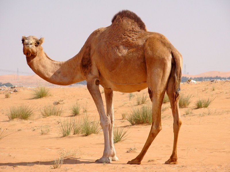 The image of a camel in a dream