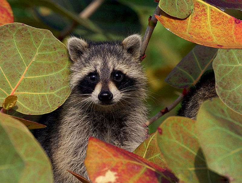 Seasonal Dream Coon