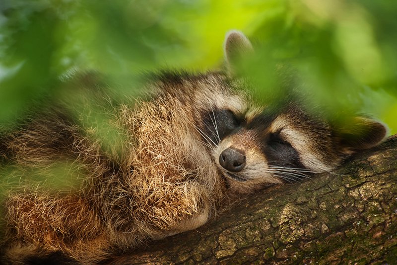 Interpretation of sleep about a raccoon