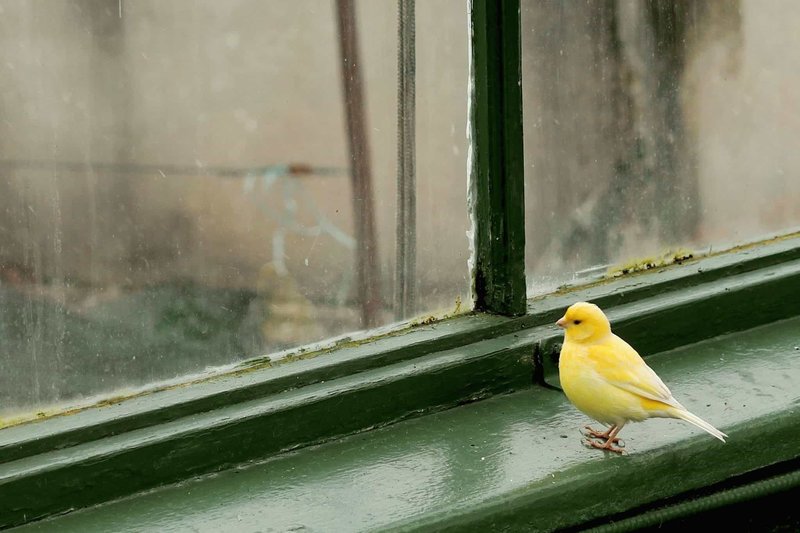 Animals on the window according to the dream book