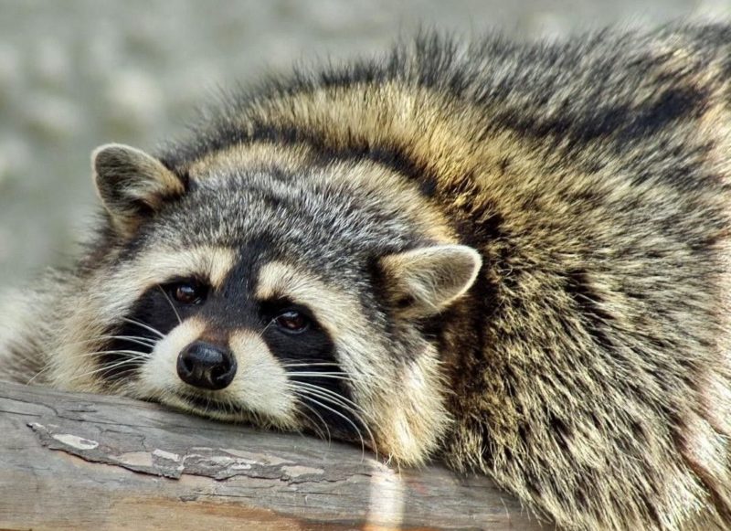 Raccoon according to the everyday dream book