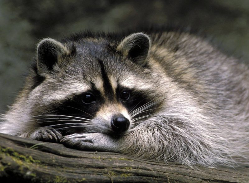 Raccoon by Roberts