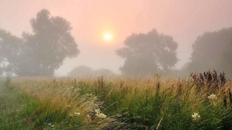 Fog by the days of the week