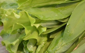 Radish Salad with Egg