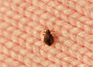 Bedbug Conspiracy