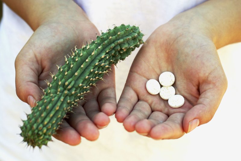 Hoodia Gordoni as part of Reduslim