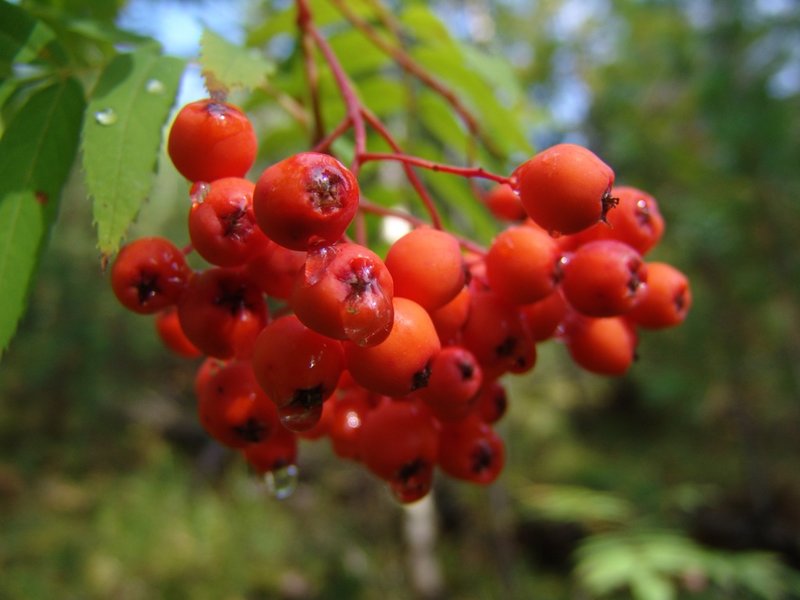 Face mask with mountain ash juice