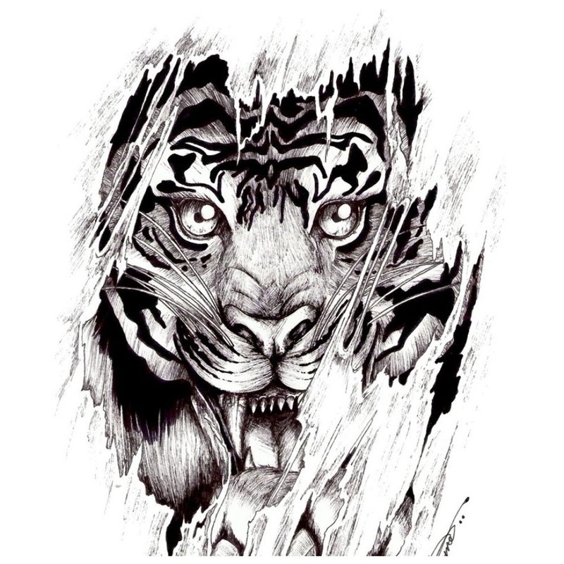 Sketch for tiger tattoo