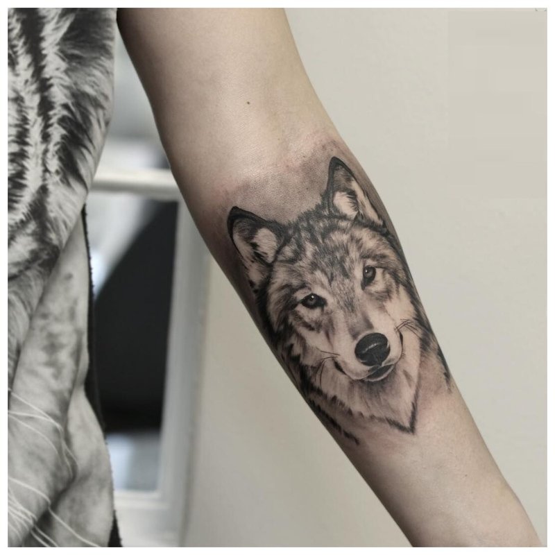 Wolf look - tattoo on the arm