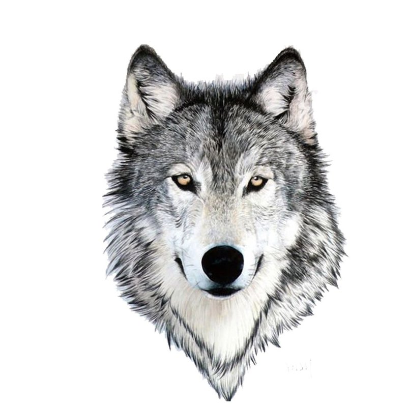 Beautiful wolf - sketch for tattoo