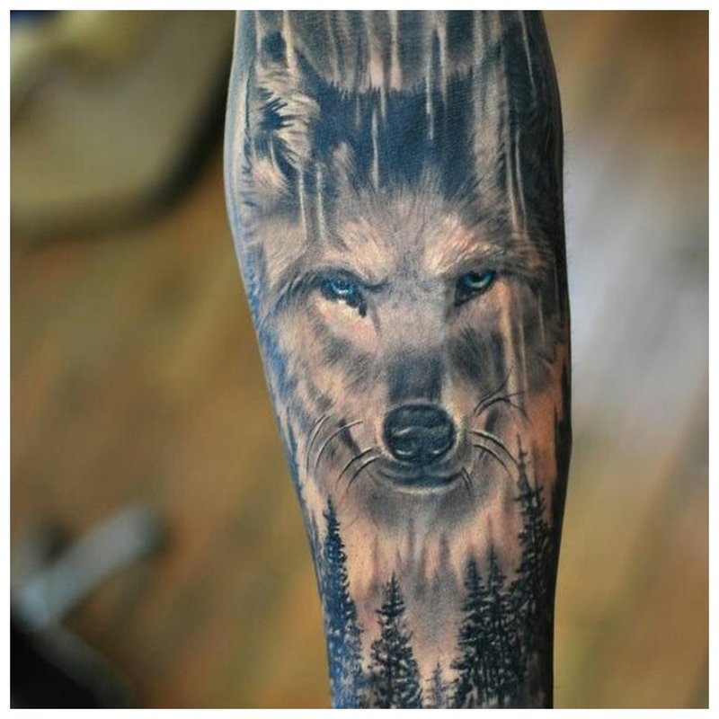 The stern look of a wolf - a tattoo on a man’s arm