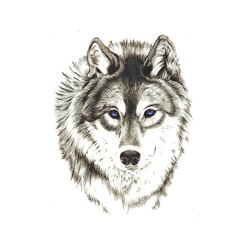 Wolf sketch for tattoo