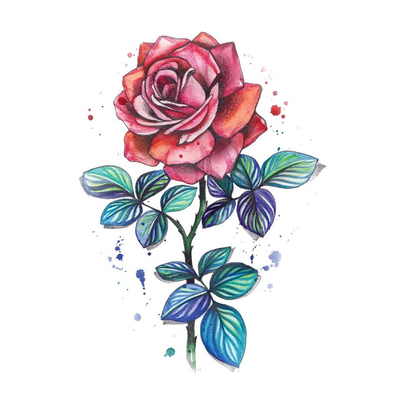 Color sketch red rose