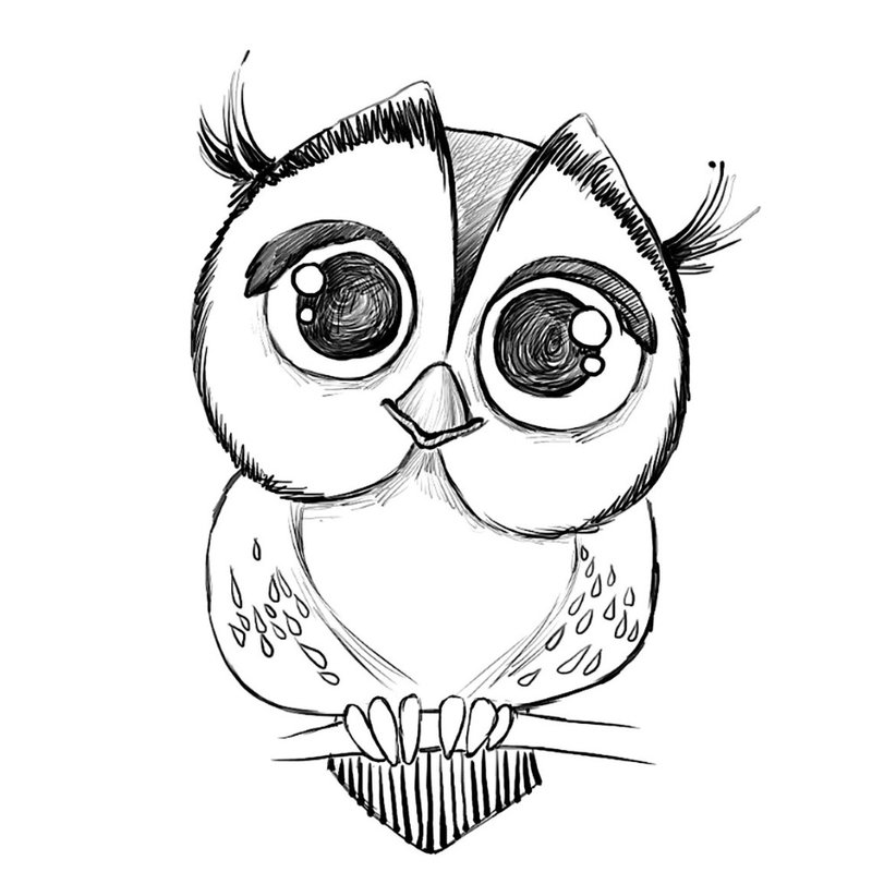 Owl