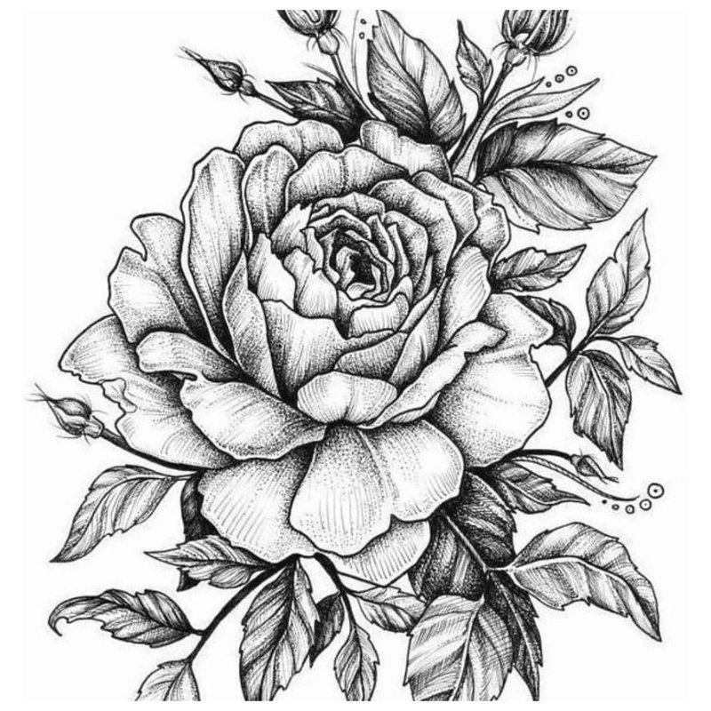 Rose - sketch for tattoo