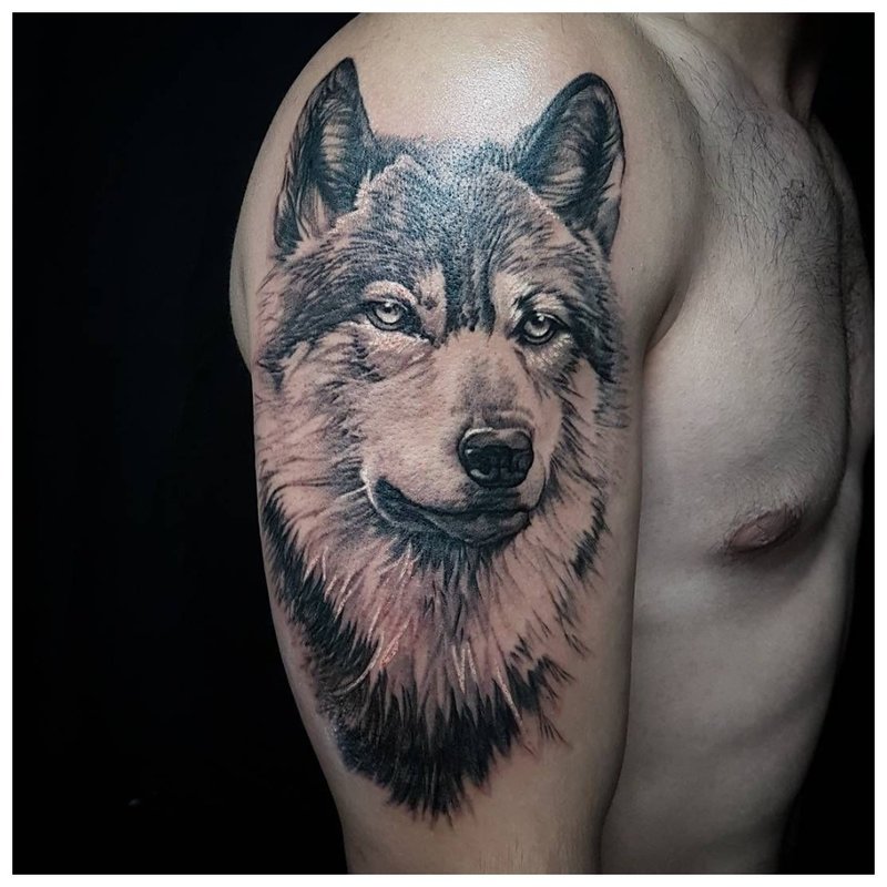 Adult wolf - tattoo on the shoulder of a man