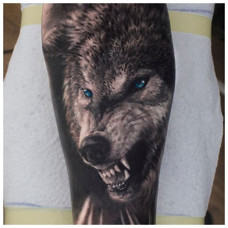 Grin of a wolf - tattoo to man